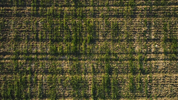 ロー、農業の概念で成長している緑のトウモロコシのフィールドの空中ビュー。ショット。田舎で育つ緑のトウモロコシの植物のトップビュー. — ストック写真