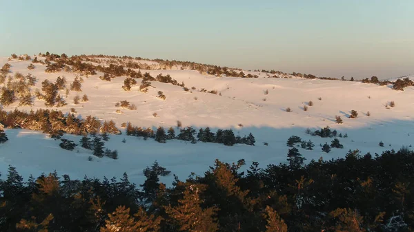 Veduta aerea delle colline coperte di neve e con radi alberi di conifere contro il cielo blu al tramonto. Gli hanno sparato. Paesaggio invernale — Foto Stock