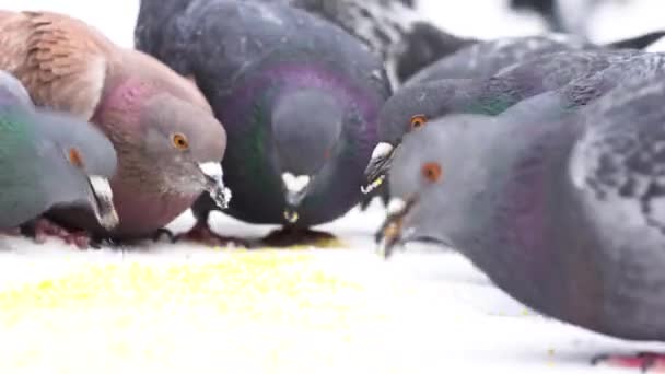 Close-up voor duiven eten kleine gele korrels op witte achtergrond. Media. Kudde van vogels pikken Millet snel alles samen. — Stockvideo