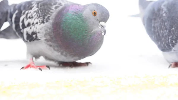 Close-up voor duiven eten tarwekorrels op witte achtergrond. Media. Kudde vogels pikken kleine gele korrels. — Stockfoto