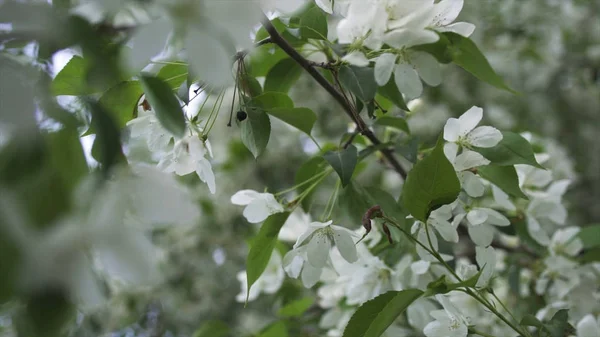 Albero fiorito nella stagione primaverile, da vicino per i fiori bianchi sul ramo dell'albero. Filmati delle scorte. Bellissimi fiori di melo bianco che ondeggiano nel vento, concetto di natura . — Foto Stock