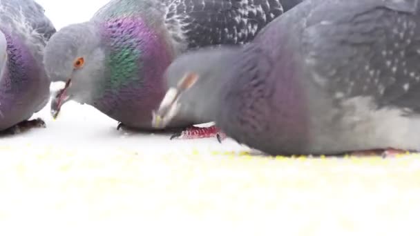 Close-up voor duiven eten tarwekorrels op witte achtergrond. Media. Kudde vogels pikken kleine gele korrels. — Stockvideo