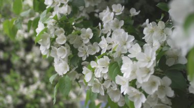 Modern cam bina ve gri gökyüzü karşı elma ağacında güzel beyaz elma çiçekleri. Stok görüntüleri. Şehirde Bahar