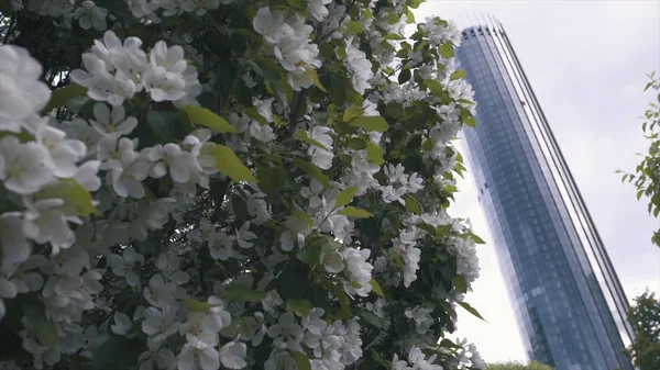 Gros plan des fleurs de pomme blanche et des feuilles vertes sur le pommier contre le bâtiment moderne en verre et le ciel gris. Images d'archives. Printemps dans la ville — Photo