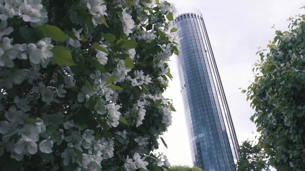 Gros plan des fleurs de pomme blanche et des feuilles vertes sur le pommier contre le bâtiment moderne en verre et le ciel gris. Images d'archives. Printemps dans la ville — Photo