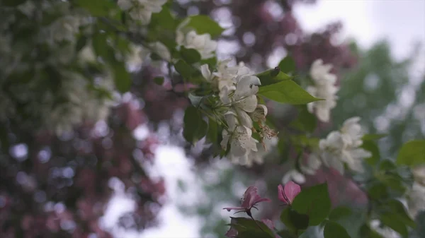 Primo piano di bellissimi fiori rosa e bianchi e foglie verdi sui rami. Filmati delle scorte. Primavera — Foto Stock