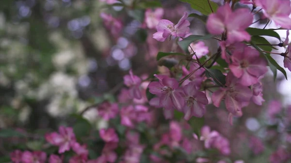 Primo piano di bellissimi fiori rosa sui rami. Filmati delle scorte. Primavera — Foto Stock