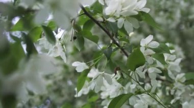 Bahar mevsiminde çiçek açan ağaç, ağaç dalındaki beyaz çiçekleri kapatın. Stok görüntüleri. Güzel beyaz elma ağacı çiçekleri rüzgarda swinning, doğa kavramı.