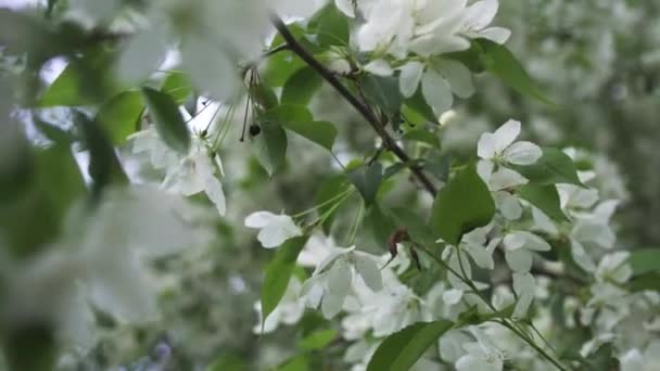 Bloeiende boom in het voorjaar seizoen, close-up voor witte bloemen op de boomtak. Stock footage. Mooie witte appelboom bloemen swinning in de wind, natuur concept. — Stockvideo