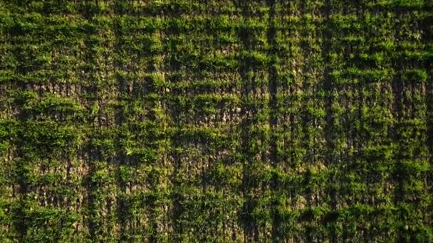 Vista superior del campo de hierba verde. Le dispararon. Campo de granja natural con hierba verde balanceándose en la brisa ligera de la mañana en el sol. Fondo verde hierba natural — Vídeos de Stock