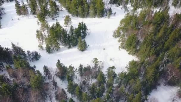 Luftaufnahme von Menschen, die im Wald zwischen Nadelbäumen Ski fahren. Filmmaterial. Skigebiet — Stockvideo