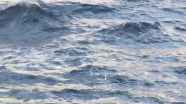 Mavi su yüzeyinin üzerinde süzülen güzel beyaz kuşlar. Stok. Güneşli günde denizin üzerinde uçan martılar.