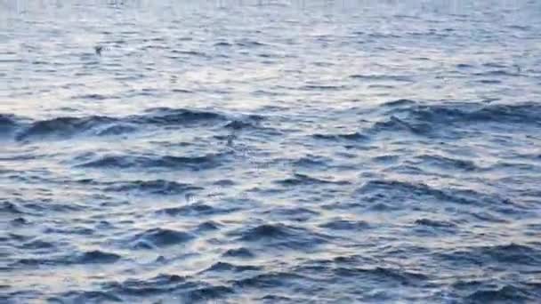 Lindas gaivotas voadoras acima das ondulações do mar azul contra o céu nublado. Estoque. Capa marinha mínima com gaivotas brancas voando acima das ondas, fundo marinho . — Vídeo de Stock