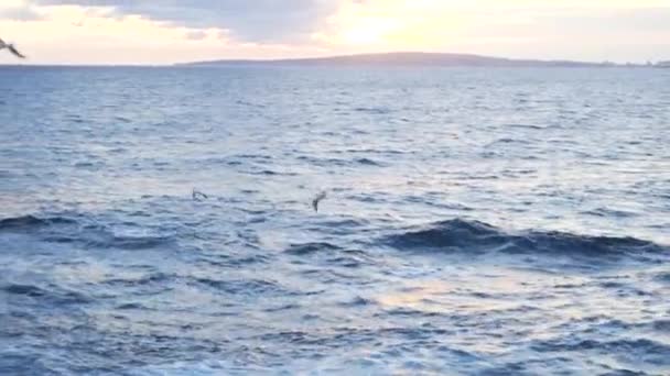 曇り空に対する青い海の波紋の上に美しい飛ぶカモメ。株式。波の上を飛ぶ白いカモメと最小限の海景、海洋の背景. — ストック動画