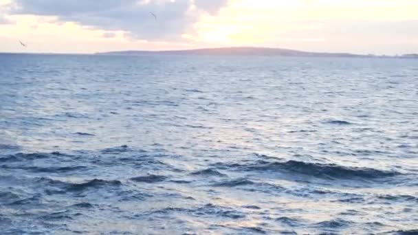 Viele Vögel fliegen in der Luft unter dem Abendhimmel. Aktien. weiße Schar von Möwen, die über dem blauen Meer schweben, mit dem Himmel bei Sonnenuntergang und dem Ufer im Hintergrund. — Stockvideo