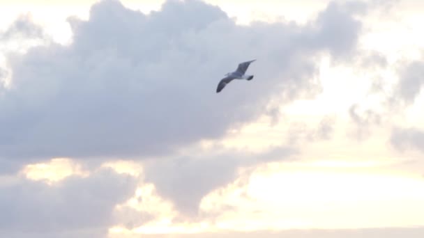 Möwe fliegt in der Luft auf wolkenverhangenem Sonnenuntergang Himmel, Freiheitsbegriff. Aktien. schöner weißer Vogel, der über den Wolken schwebt. — Stockvideo