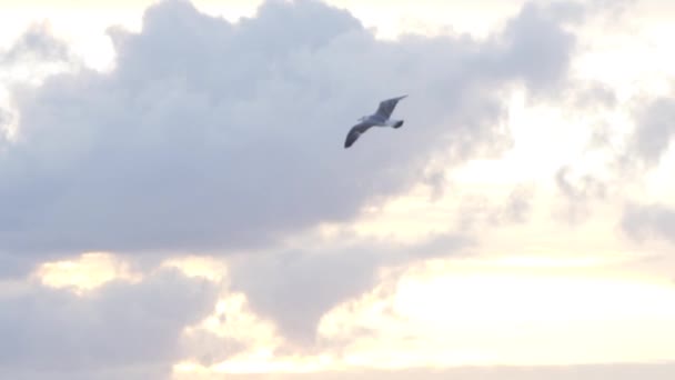 海鸥在空中飞扬，在多云的夕阳天空背景下，自由的概念。股票。美丽的白鸟在云层上飞翔. — 图库视频影像