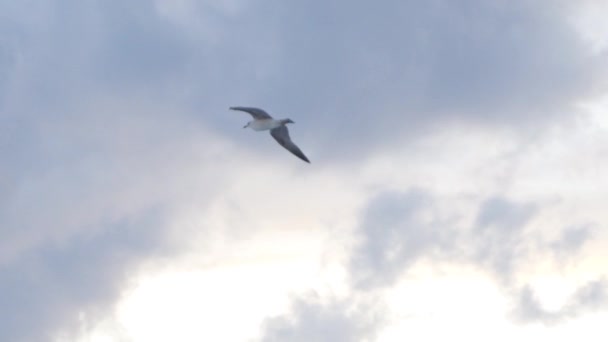 Seagull flying in the air on cloudy sunset sky background, freedom concept. Stock. Beautiful white bird soaring over the clouds. — Stock Video