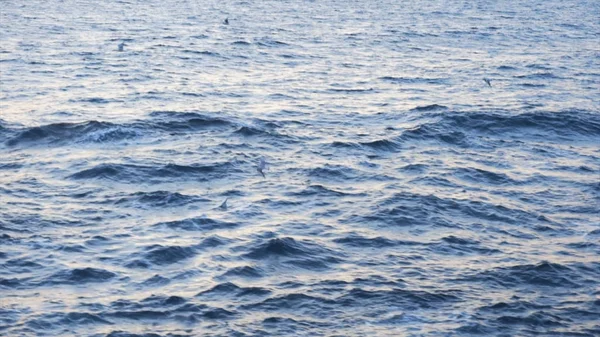 Prachtige vliegende meeuwen boven de rimpelingen van de blauwe zee tegen bewolkte hemel. Voorraad. Minimale zeegezicht met witte meeuwen vliegen boven golven, mariene achtergrond. — Stockfoto