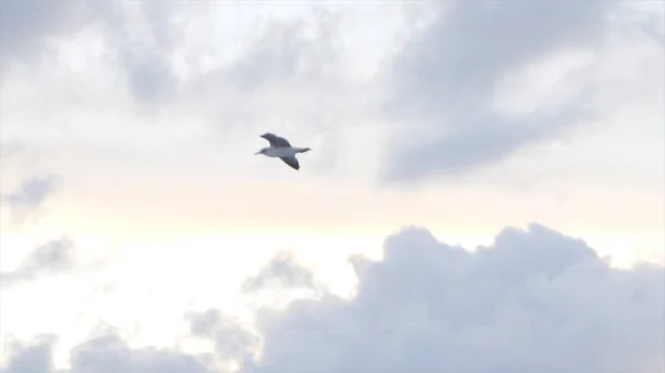 Seagull vliegen in de lucht op bewolkte zonsondergang hemel achtergrond, vrijheid concept. Voorraad. Mooie witte vogel die over de wolken zweven. — Stockfoto