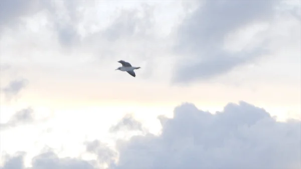 Möwe fliegt in der Luft auf wolkenverhangenem Sonnenuntergang Himmel, Freiheitsbegriff. Aktien. schöner weißer Vogel, der über den Wolken schwebt. — Stockfoto