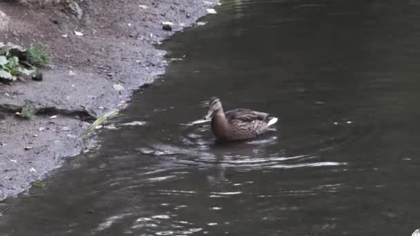 Pato solitário em pé em água fria de nascente perto da costa do rio, vida dos animais. Filmagem. Pato marrom no fluxo do rio limpando suas penas com seu bico . — Vídeo de Stock