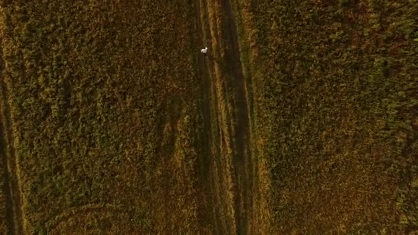 Luftaufnahme eines Touristen, der auf der holprigen Straße und dem grünen Feld in der Sonnenuntergangssonne spaziert. Filmmaterial. Mann läuft durch grünes Gras. — Stockvideo
