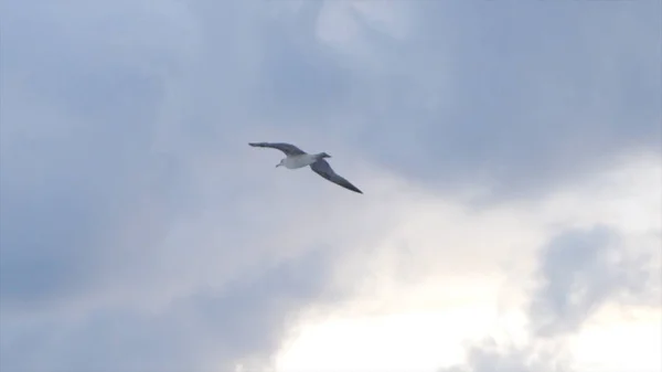 Möwe fliegt in der Luft auf wolkenverhangenem Sonnenuntergang Himmel, Freiheitsbegriff. Aktien. schöner weißer Vogel, der über den Wolken schwebt. — Stockfoto