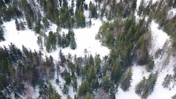 Вид с воздуха на зимний пейзаж с человеком, идущим через снежные деревья. Запись. Вид сверху на бесконечные снежные кроны деревьев в зимнем лесу, красота природы . — стоковое видео