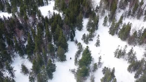 Люди катаються на сноуборді по схилу в зимовому лісі, екстремальна спортивна концепція. Кадри. Вид зверху на спортсменів сноубордистів, які спускаються по засніженому пагорбу . — стокове відео