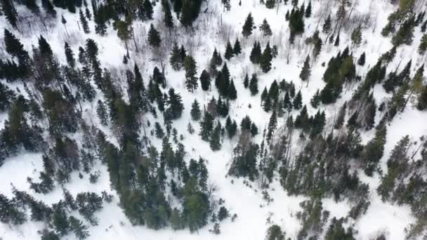 Veduta aerea drone della foresta invernale coperta di neve, bellezza della natura. Un filmato. Pineta congelata, vista dall'alto . — Video Stock