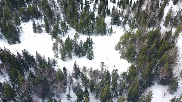 Vista aérea del paisaje invernal con un hombre caminando entre árboles nevados. Filmación. Vista superior de infinitas coronas de árboles nevados en el bosque de invierno, belleza de la naturaleza . —  Fotos de Stock