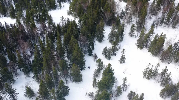 人们在冬林中滑雪下坡，极端运动理念。镜头。运动员滑雪板运动员骑下雪山的空中顶视图. — 图库照片