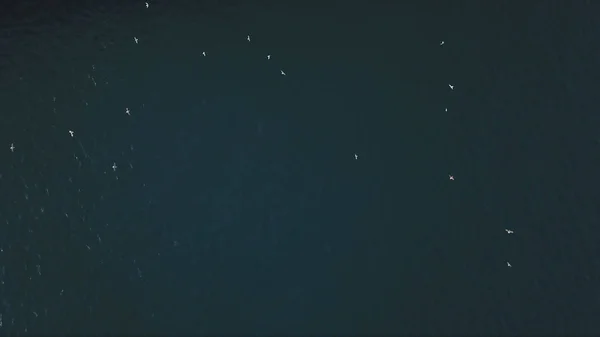 Vista superior de las siluetas de las gaviotas voladoras sobre fondo marino turquesa. Acciones. bandada de aves volando sobre la superficie azul del mar en calma . —  Fotos de Stock