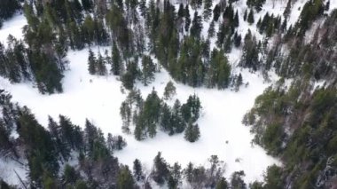 Karla kaplı kış ormanlarının havadan drone görünümü, doğanın güzelliği. Görüntü. Dondurulmuş çam ağaçları orman, üst görünümü.