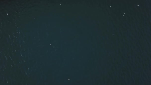 Top uitzicht op de silhouetten van vliegende meeuwen op turquoise zee achtergrond. Voorraad. Zwerm vogels die over het blauwe kalme zeeoppervlak vliegen. — Stockvideo