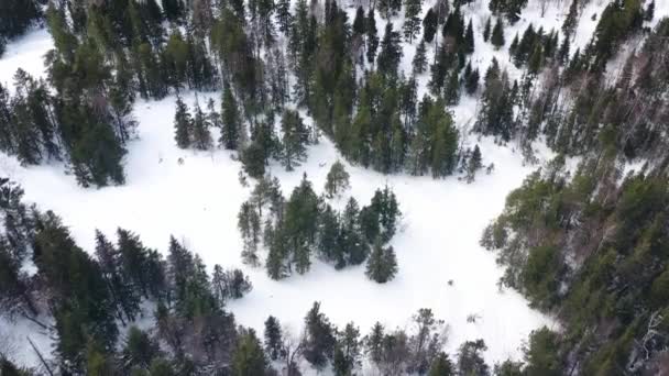 Légi drone véve a téli erdő hóval borított, a természet szépségét. Felvétel. Fagyasztott fenyőerdők, felülnézet. — Stock videók