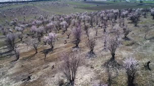 Tarım arazisi, yeşil alanlar ve mavi bulutlu gökyüzü arka plan üzerinde nadir çalılar havadan manzara görünümü. Atış. Güzel ormanlık vadi ve arkasında bulunan bir şehir. — Stok video