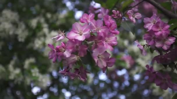 Close-up voor prachtige bloeiende appelbomen in de lente, schoonheid van de natuur. Stock footage. Helder roze en witte bloemen van bloeiende bomen . — Stockvideo