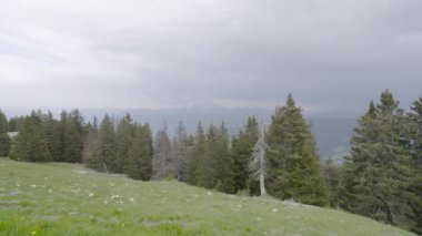 Çimenlerden ormana ve dağlara güzel bir manzara. Eylem. Yaz panoramik görünümü. Dağ manzarası, orman ve yeşil çayır