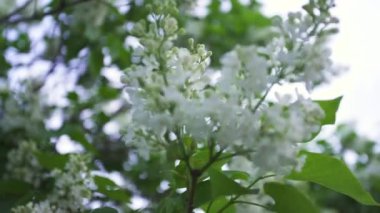 Parlak gökyüzü arka planda beyaz beyaz lila çalılar çiçek için kapatın. Stok görüntüleri. Ağaç dalı üzerinde ihale çiçeklerile Bahar manzara.