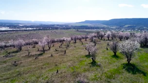 Vista aérea sobre campos agrícolas com árvores em flor. Atingido. Vista superior dos campos floridos de cerejeiras — Vídeo de Stock