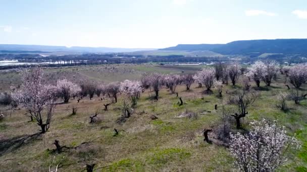 Vista aérea sobre campos agrícolas com árvores em flor. Atingido. Vista superior dos campos floridos de cerejeiras — Vídeo de Stock