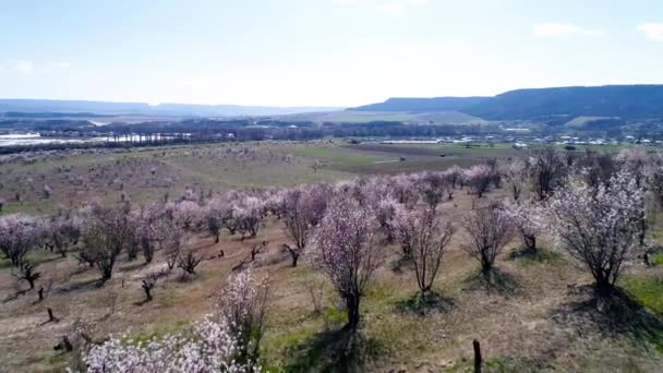 Çiçek açan ağaçlarla tarım salonları üzerinde havadan görünüm. Atış. Kiraz ağaçlarının çiçekli alanları üst görünümü — Stok video