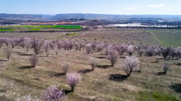 Widok z góry na pola kwitnące drzew rolniczych. Strzał. Widok z góry na antenę kwiat wiśni Sakura z pięknym tłem przyrodnim — Wideo stockowe