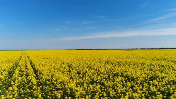 Żółte kwiaty rzepaku na polu z błękitnym niebem i chmurami, Austria. Postrzelony. Jasna łąka z żółtymi kwiatami na błękitnym chmurnym tle nieba. — Zdjęcie stockowe
