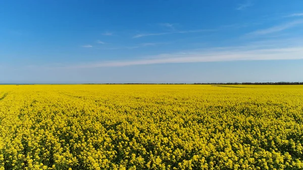 Vista lateral de campo brillante y encantador con flores amarillas sobre fondo azul cielo nublado. Le dispararon. Flores suaves de colza que crecen en un amplio campo en un día soleado de verano . — Foto de Stock