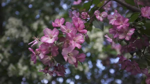 Chiudere per bellissimi alberi di mele in fiore in primavera, la bellezza della natura. Filmati delle scorte. Luminosi fiori rosa e bianchi di alberi in fiore  . — Foto Stock