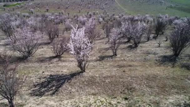 Vista aérea de los campos de campo con crecientes arbustos en filas sobre fondo azul cielo nublado. Le dispararon. Hermosas tierras agrícolas cerca de la ciudad, concepto de agricultura . — Vídeo de stock