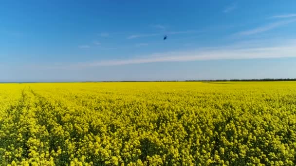 Seitenansicht der hellen und schönen Feld mit gelben Blumen auf blauem bewölkten Himmel Hintergrund. Schuss. schwarze Fliege schwebt vor einer Kamera auf sanften Rapsblüten Hintergrund. — Stockvideo